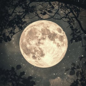 Pleine lune à travers les ombres des arbres