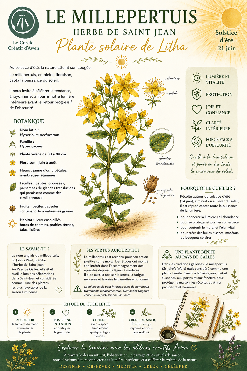 Le Millepertuis, plante sacrée - Rituel celtique de Litha - Le Cercle Créatif d'Awen